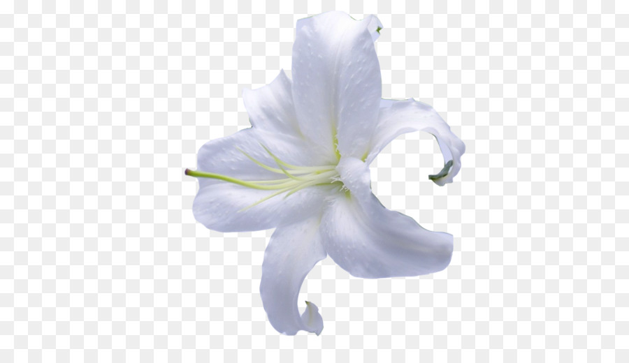 Fleur Blanche，Fleurir PNG