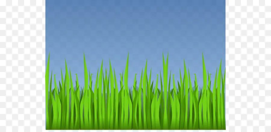 Herbe Verte，Pelouse PNG