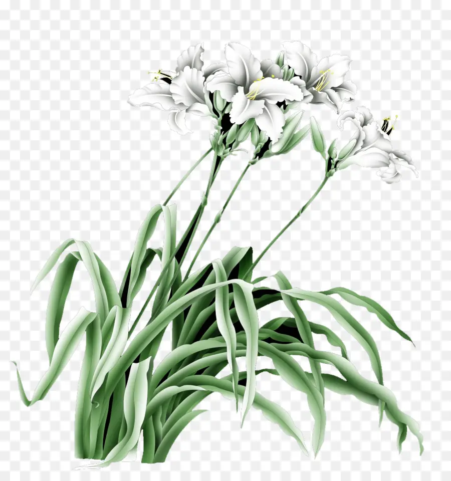 Lys Blancs，Floraison PNG