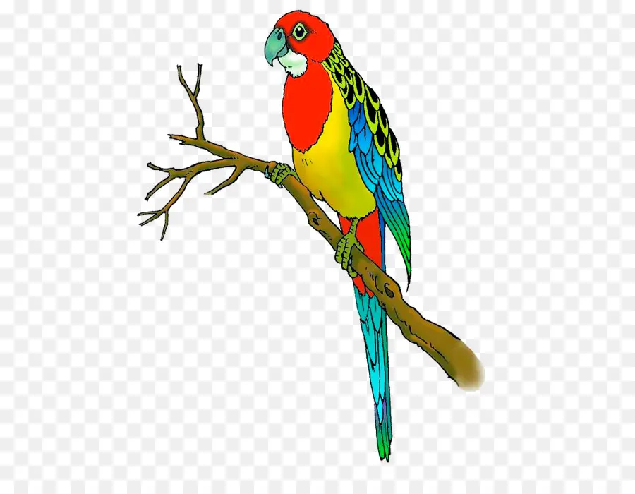 Perroquet Coloré，Bifurquer PNG