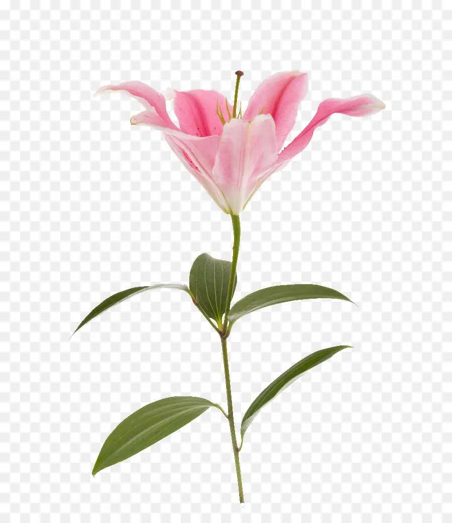 Lilium，Fleur PNG