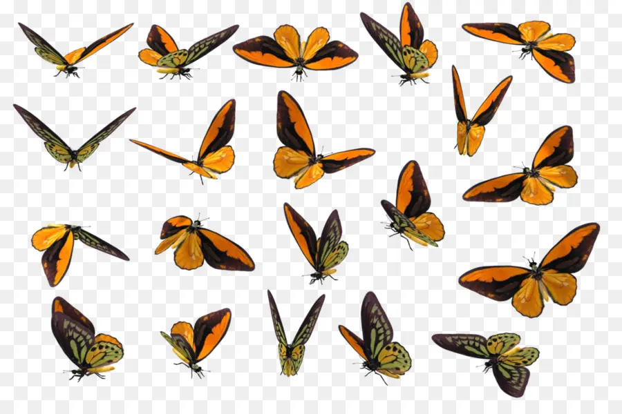 Papillons，Vol PNG