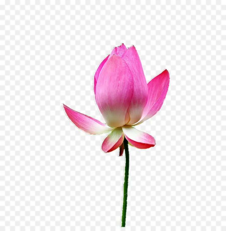 Bourgeon De Lotus Rose，Floraison PNG