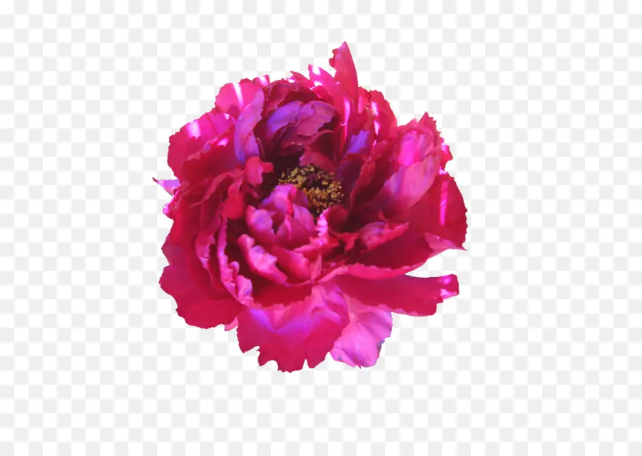 Fleur，Rose PNG