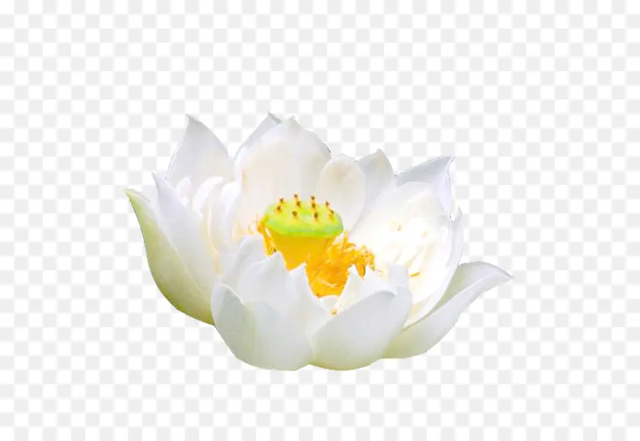 Lotus Blanc，Pétales PNG