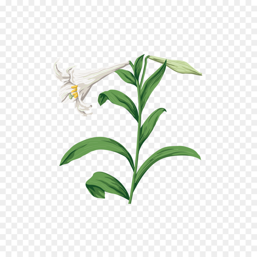 Fleur Et Feuilles，Usine PNG