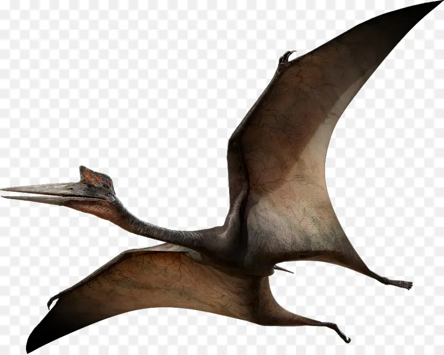 Quetzalcoatlus，Ptérosaures PNG