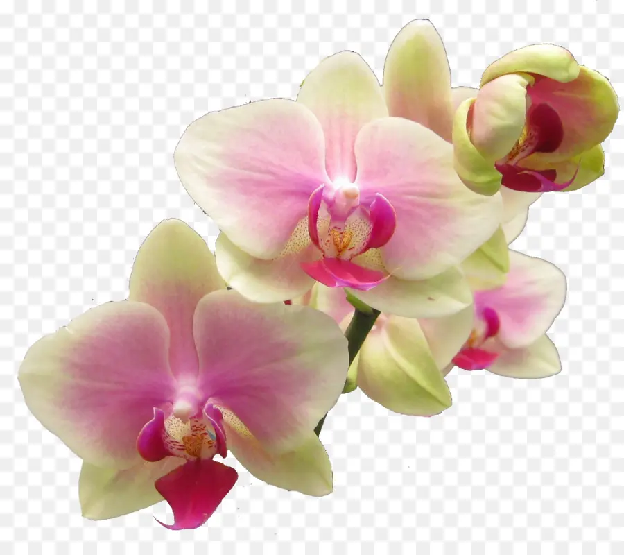 Succès Avec Les Orchidées，Orchidées Populaires PNG