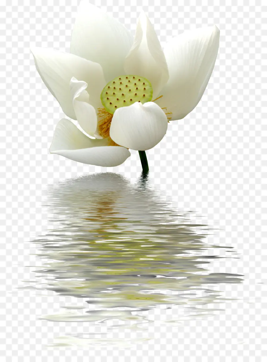 Nelumbo Nucifiera，Nénuphar PNG