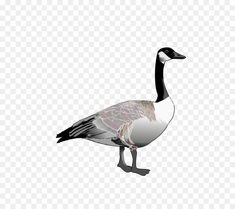 Oie，Oiseau PNG