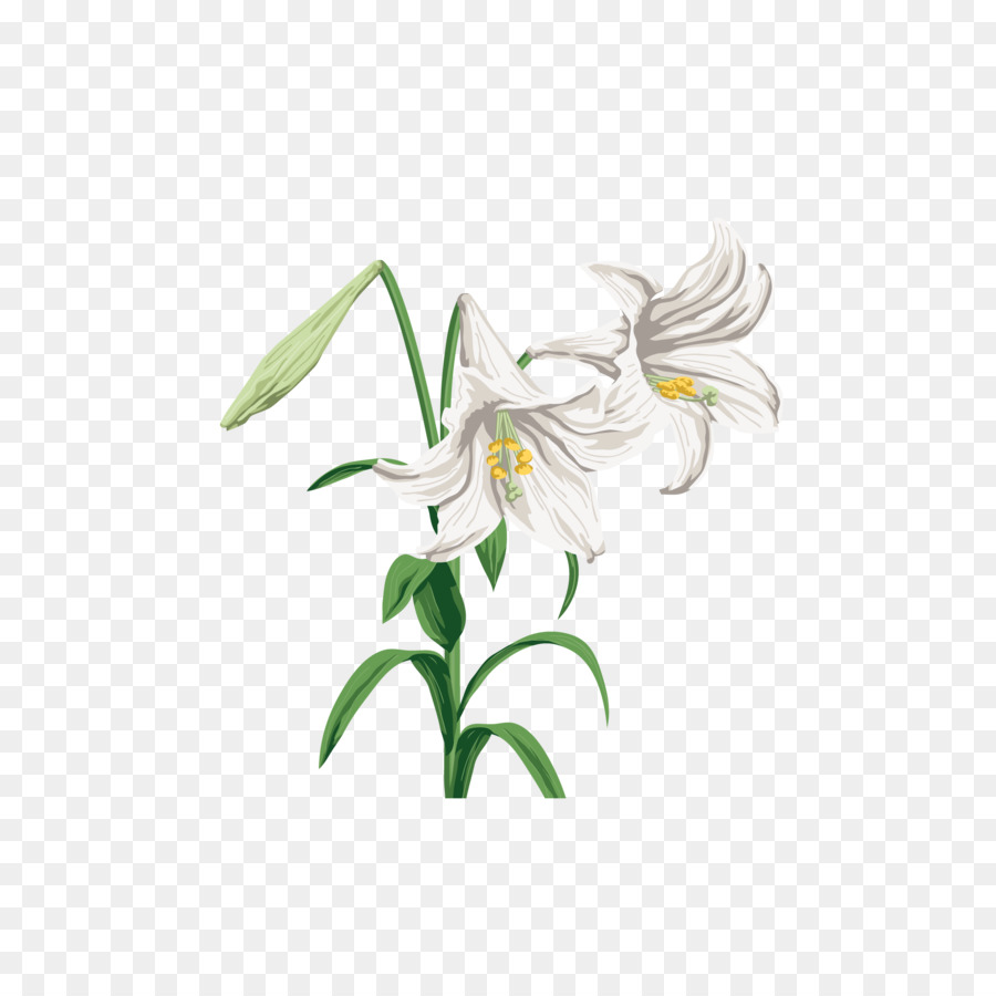 Lilium，Fleur PNG