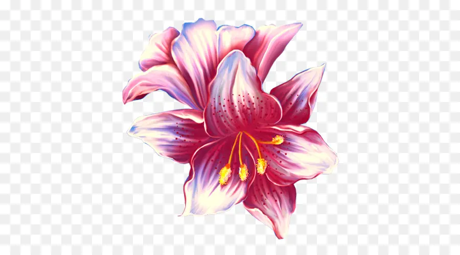 Fleur，Lilium PNG