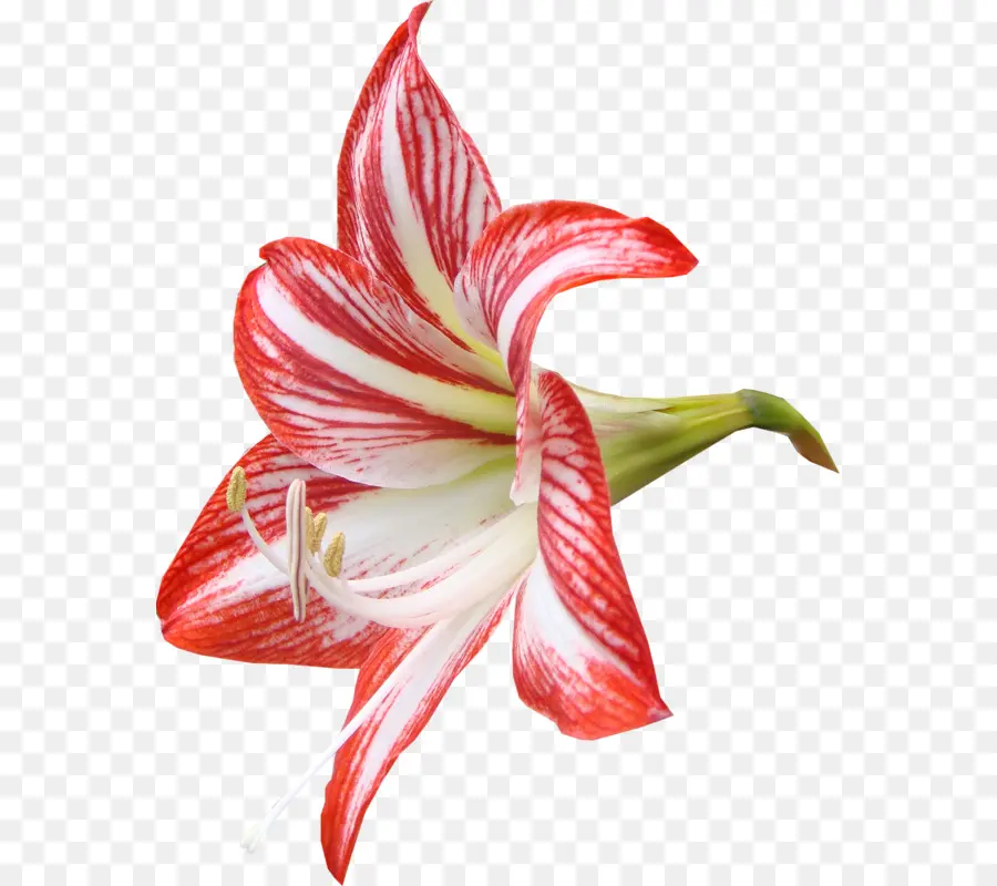 Lilium，Fleur PNG