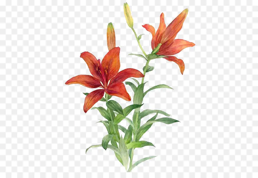 Lily Bulbiferum，Rouge PNG