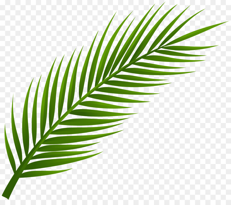 Arecaceae, Feuille, La Branche De Palmier PNG - Arecaceae, Feuille, La