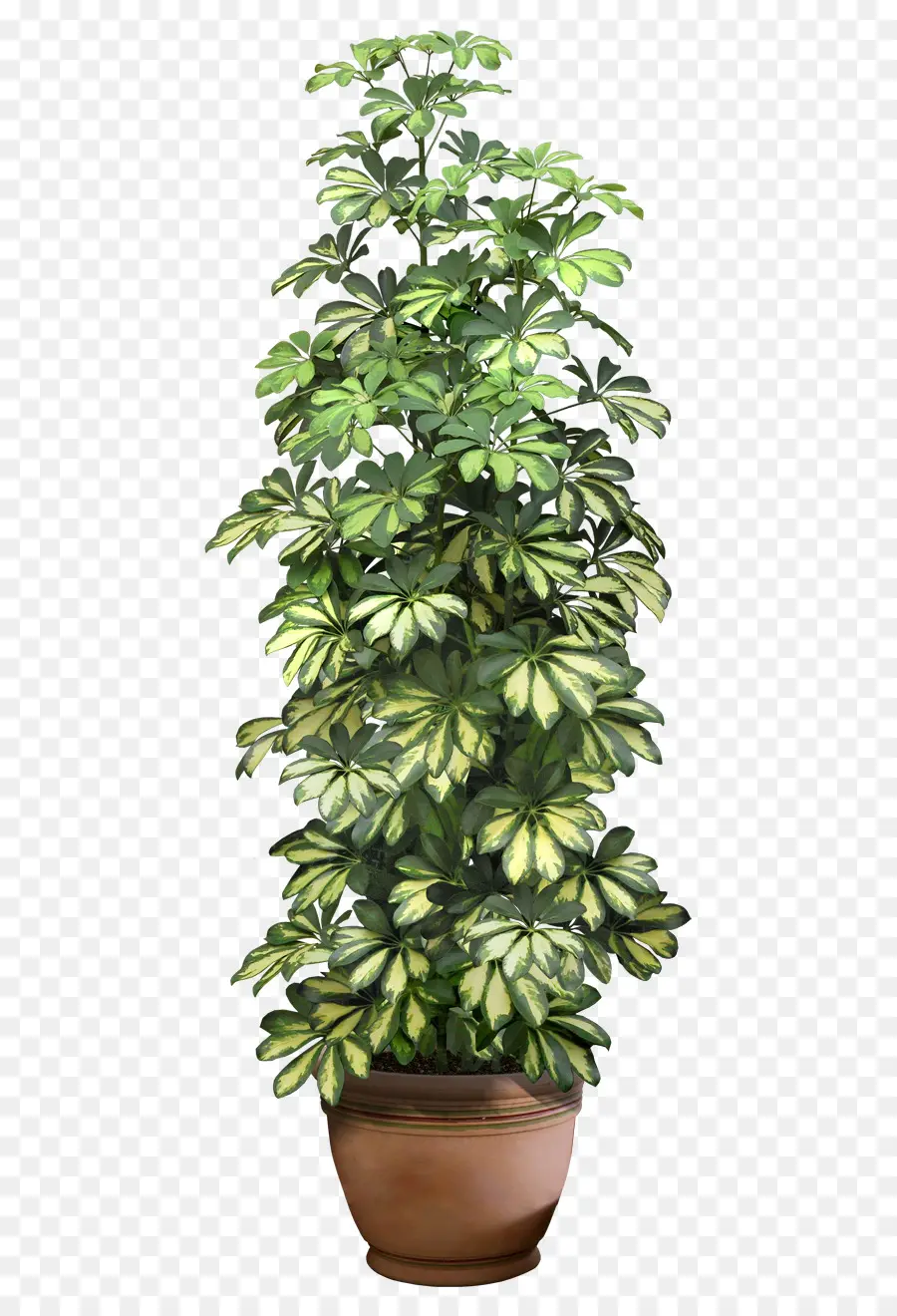 Plante，Arbre PNG