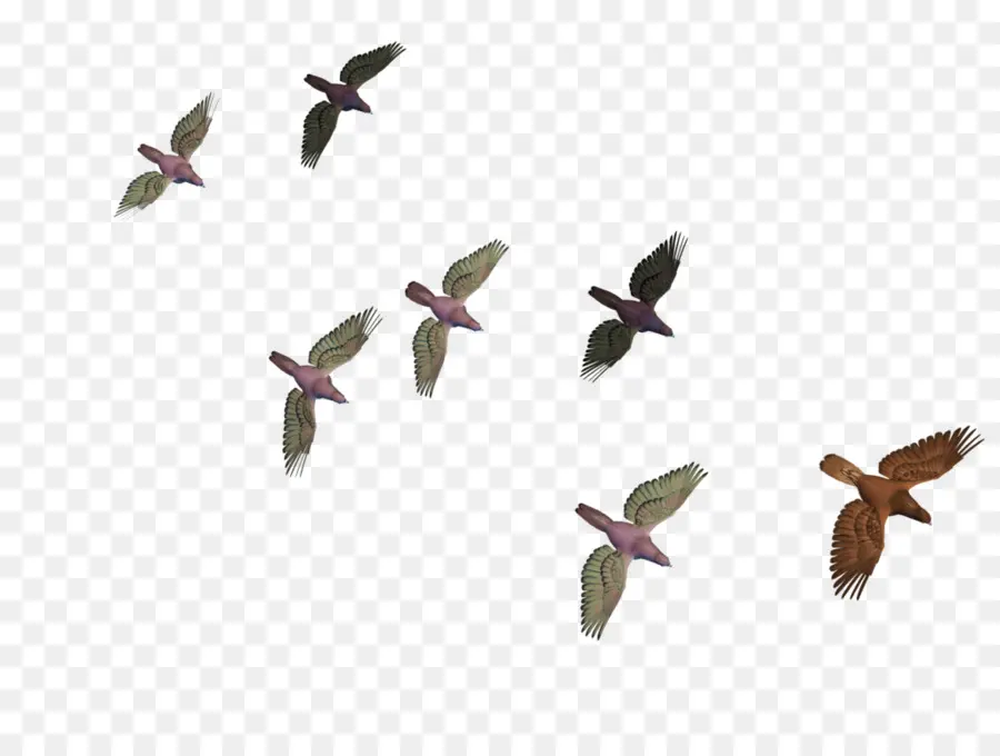 Oiseaux，Vol PNG