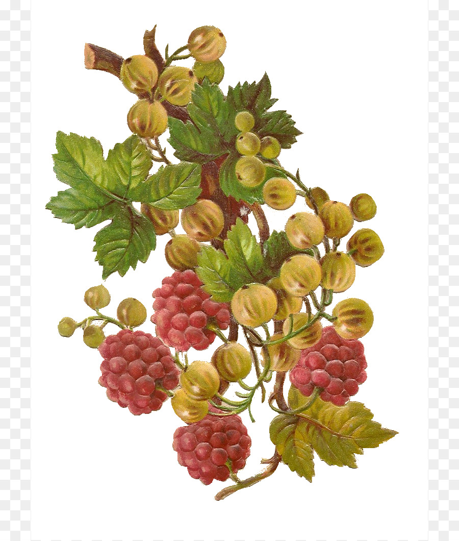 Raisin，Framboise PNG