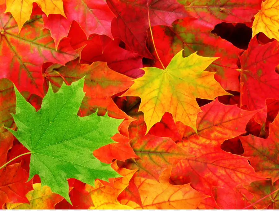 Feuilles，Automne PNG