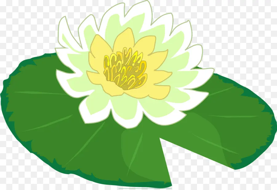 Nénuphar，Fleur PNG