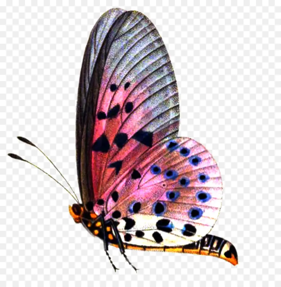 Papillon，L'édition D'image PNG