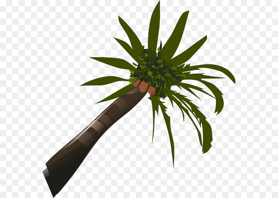 Arecaceae，Noix De Coco PNG