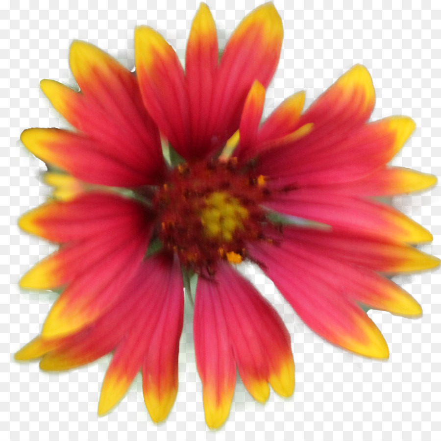 Fleur，Floraison PNG