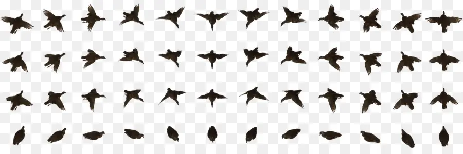 Silhouettes D'oiseaux，Vol PNG