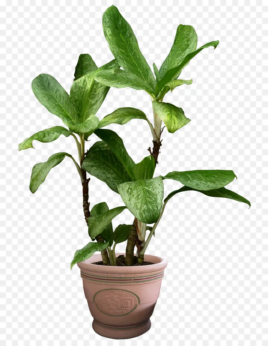 Plante En Pot，Verdure PNG