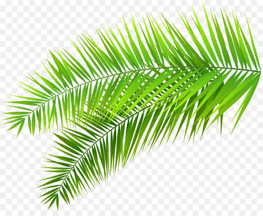 Arecaceae，La Branche De Palmier PNG