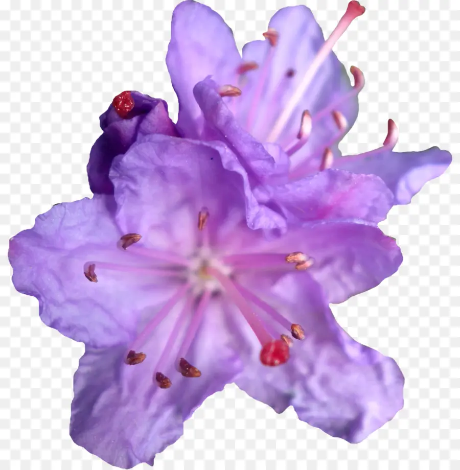 Fleur Violette，Fleurir PNG