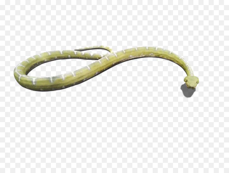 Serpent，Reptile PNG