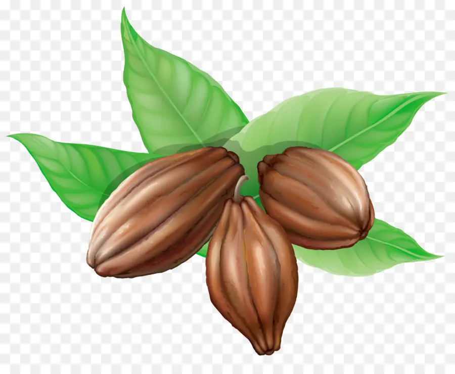 Theobroma Cacao，Chocolat Chaud PNG