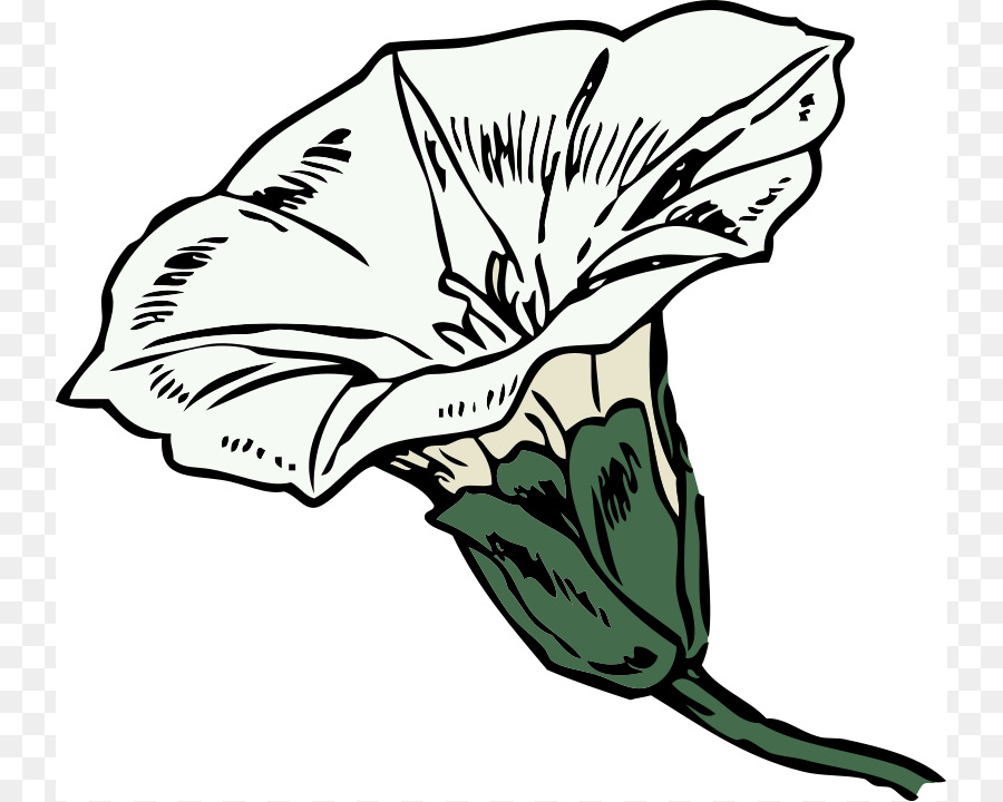 Loninera Ciliosa，Livre De Coloriage PNG