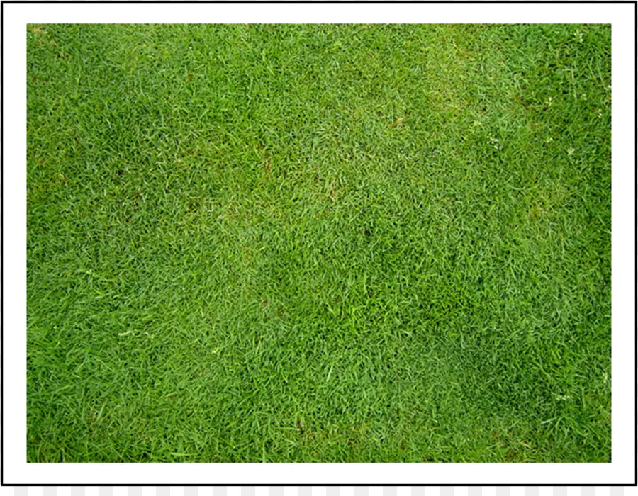 Herbe，Vert PNG