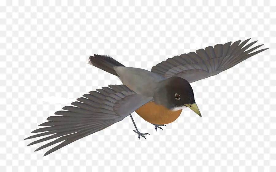 Oiseau，Mpeg4 Partie 14 PNG