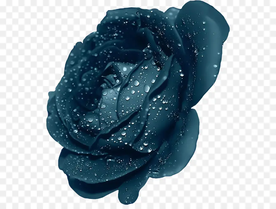 Violet，Rose PNG