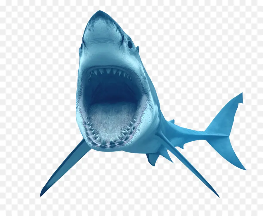 Requin，Crocodile PNG