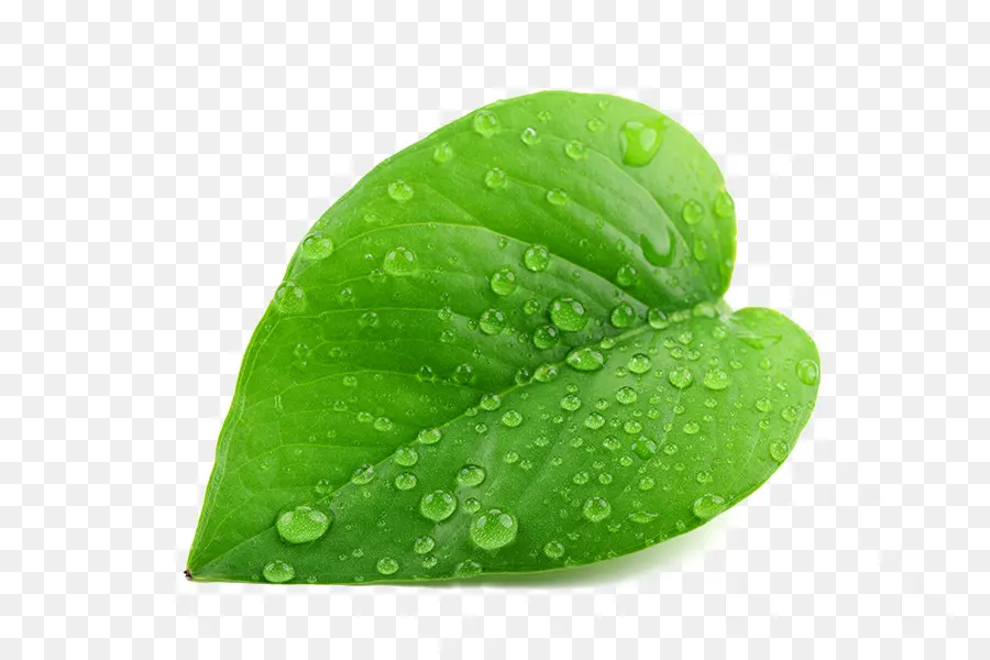 Goutte，Feuille PNG
