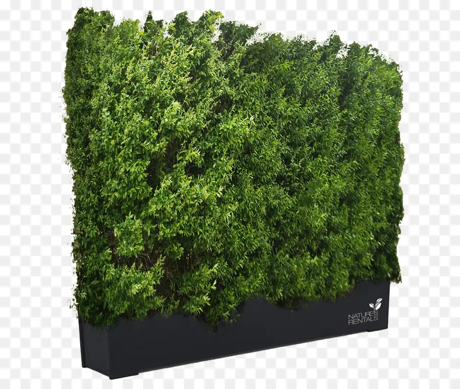 Cheyenne，Ligustrum Vulgare PNG