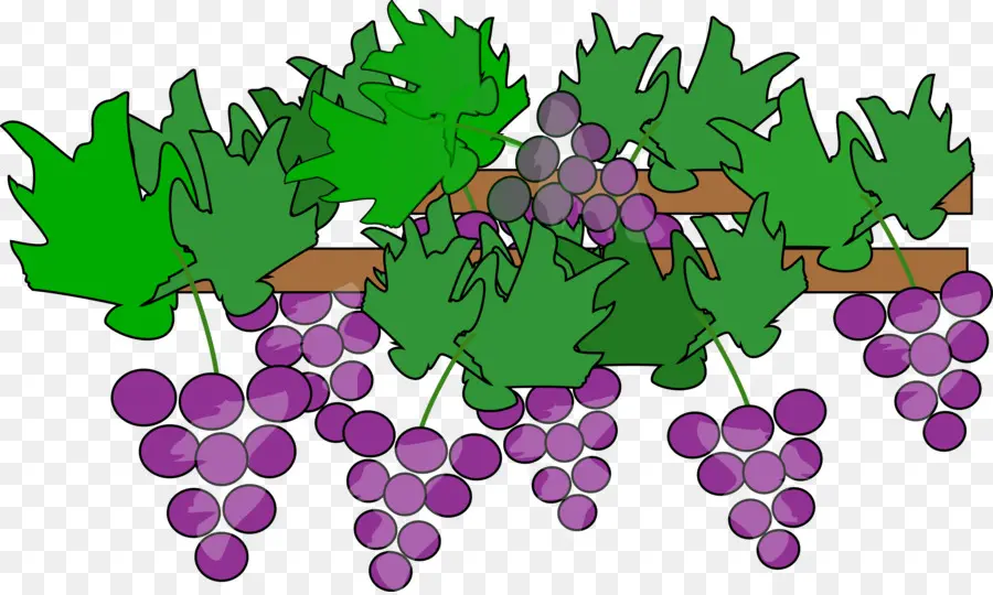 Raisins，Vigne PNG