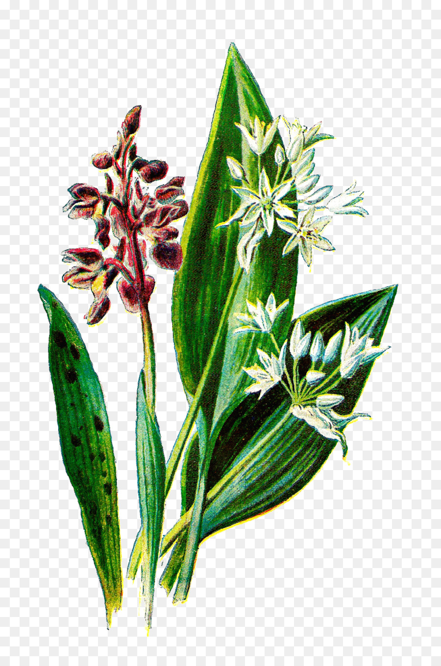 Fleurs Sauvages，Bénédiction PNG