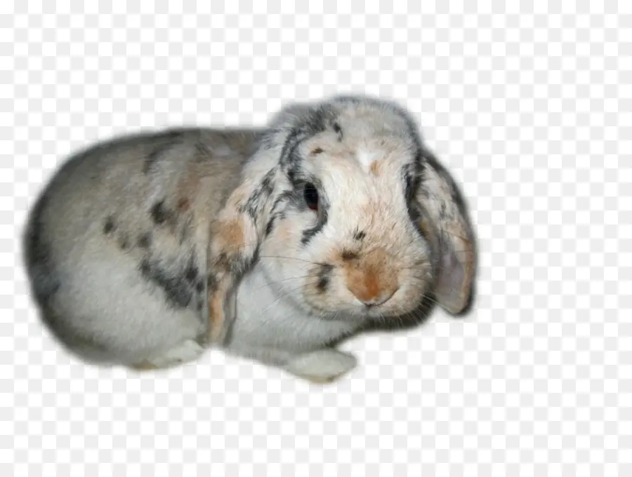 Lapin，Animal De Compagnie PNG