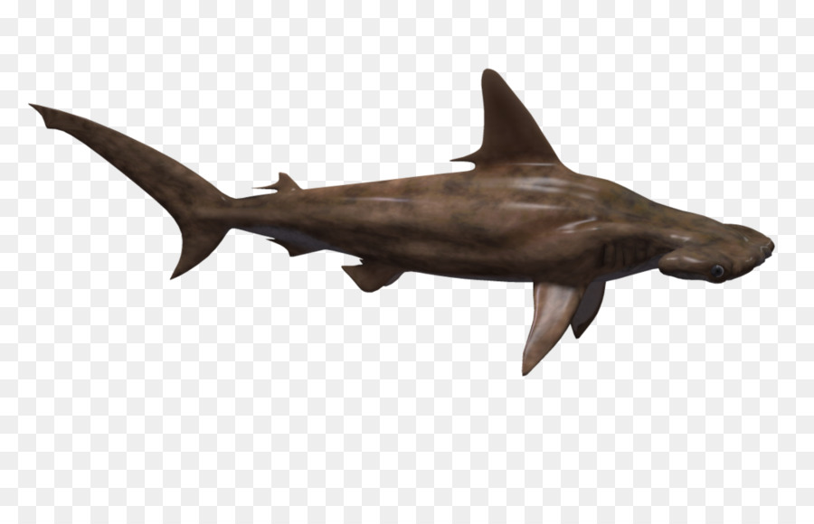 Requin Les Poissons Le Requin Marteau Png Requin Les Poissons Le Requin Marteau Transparentes Png Gratuit