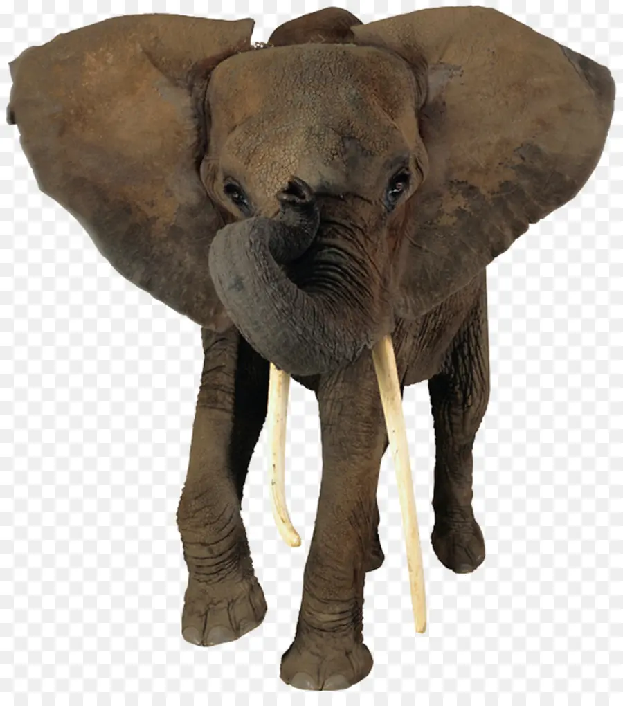 Éléphant，Défenses PNG