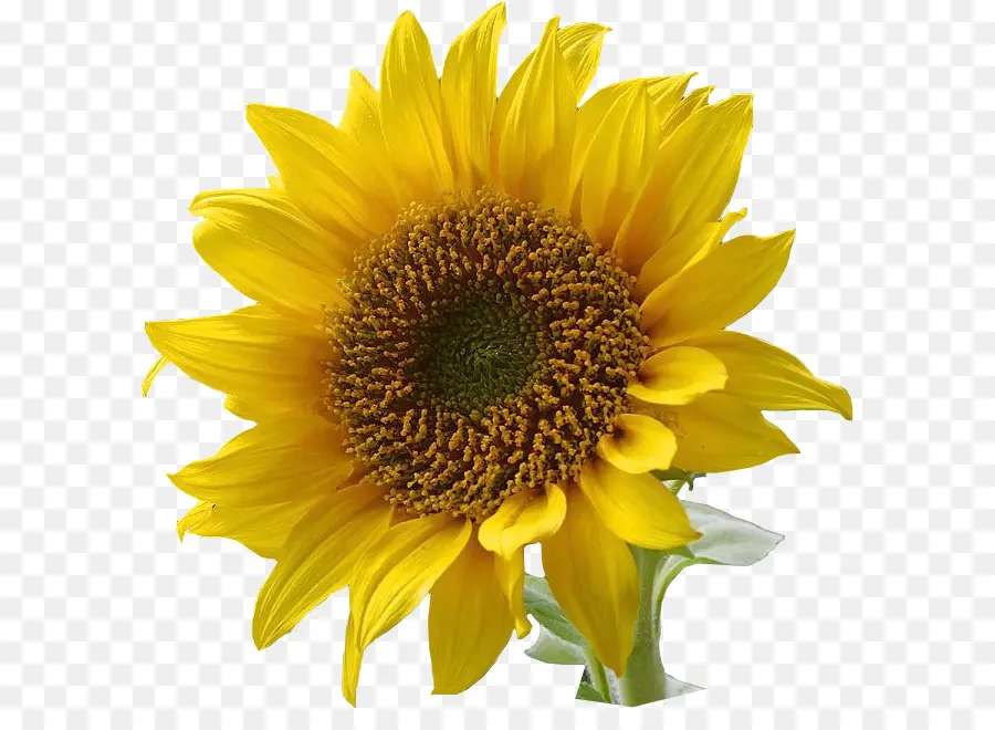 Tournesols Jaunes，Nature PNG