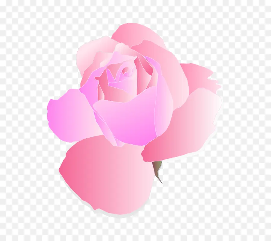 Rose，Fleurs Roses PNG