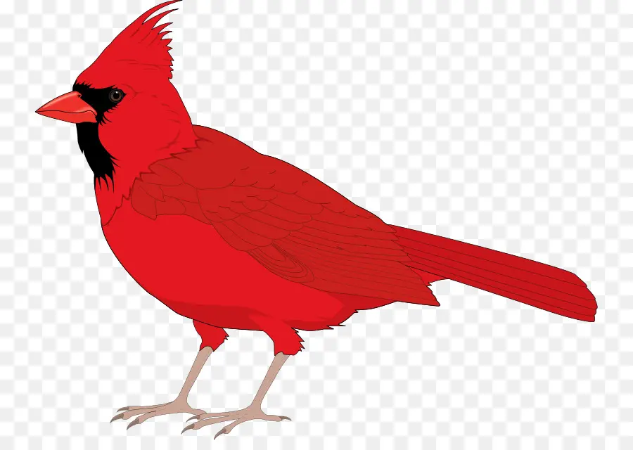 Cardinal，Rouge PNG