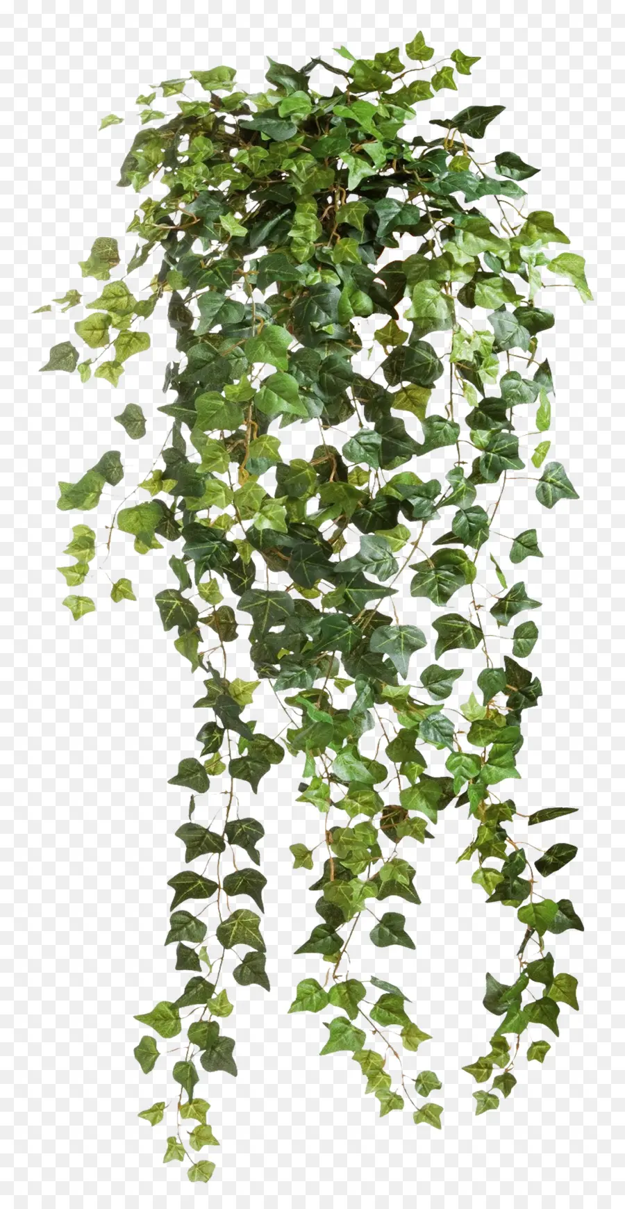 Ivy，Plante PNG