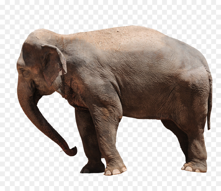 Elephant De Savane Dafrique Elephant Dasie Des Elephants De Bebe Png Elephant De Savane Dafrique Elephant Dasie Des Elephants De Bebe Transparentes Png Gratuit